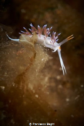 Cratena Peregrina by Francesco Biagini 